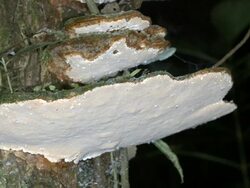 Bracket fungus releasing spores at night Stock Footage