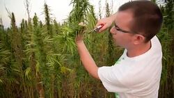 Cannabis Stock Footage