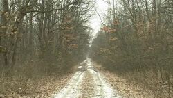 VOICED : Romania hopes to curb massive deforestati News Clip