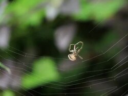 Spider Building a web Stock Footage