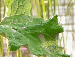 Leaf on lake Stock Footage