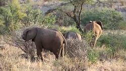 Elephants in Safari at Wild Stock Footage