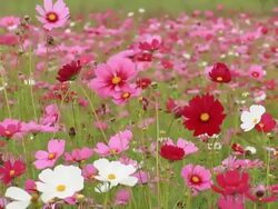 Cosmos flower Stock Footage