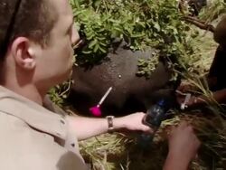 MS TU Scientists pull darts out of tranquilized rhino / Save Valley ,Southern Zimbabwe Stock Footage