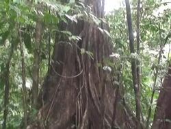 Tropical tree Stock Footage