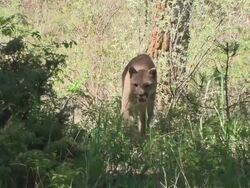 Medium tilt-down - A mountain lion walks through forest underbrush / United States Stock Footage