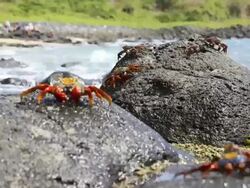 Sally Lightfoot Crab HD timelapse. Galapagos Islands. Ecuador Stock Footage