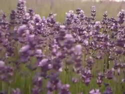 Growing Lavender Stock Footage