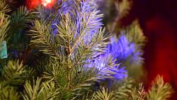 Christmas Lights On Pine Tree Stock Footage