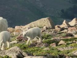 MS Shot of mountain goat nanny with twin kids running in tundra wildflowers / Idaho Springs, Colorado, United States Stock Footage