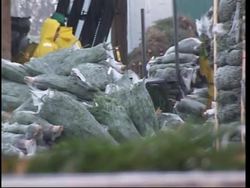Organic Christmas trees growing in France News Clip