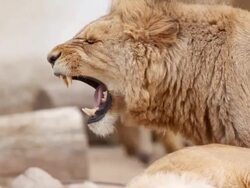 Two young lions mating. Stock Footage