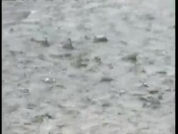 MCU Heavy rain falling, pull focus Stock Footage