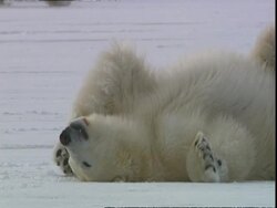 Polar bear (Ursus maritimus) lying on back on snow, near Churchill, Manitoba, Canada Stock Footage