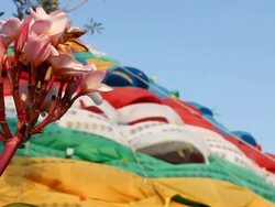 Flowers and colors flags Stock Footage