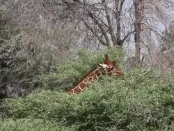MS Reticulated giraffe eating leaves from tree / National Park, Africa, Kenya Stock Footage