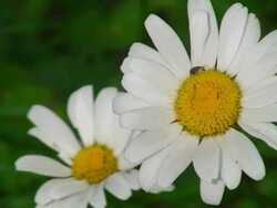 Bug on the Daisy Flower Stock Footage