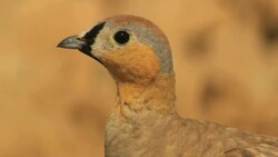 Male crowned sandgrouse (Pterocles coronatus) in the desert, Extreme closeup Stock Footage