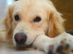 Sleepy Golden Retriever Dog Stock Footage