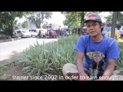 Indonesian Monkey Forced To Ride Bike For Money Stock Footage