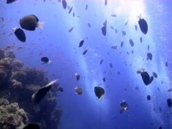 School of fish Stock Footage