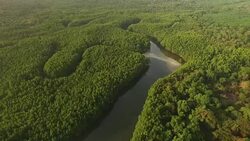 Aerial view of mangrove forest in Thailand Stock Footage