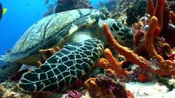 Meiosis/Introduction Instructional Video