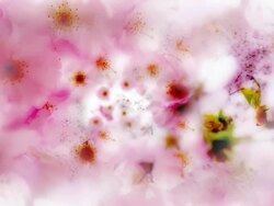 INSIDE TOP OF PINK BLOSSOMING TREE. bright version. loop. Stock Footage
