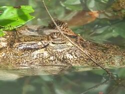 Caiman among the vegetation Stock Footage