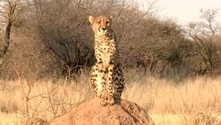 A cheetah sits atop a termite mound. Stock Footage