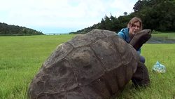 VOICED : Jonathan St. Helena's ancient tortoise awaits visitors News Clip