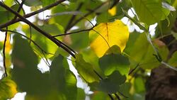HD : Moving of Boddhi Tree Leafs Stock Footage