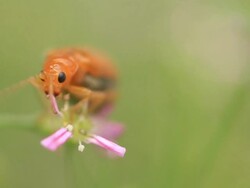 Insect Stock Footage