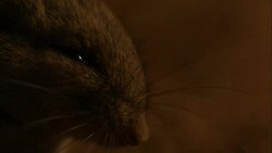 A mouse twitches its whiskers. Stock Footage