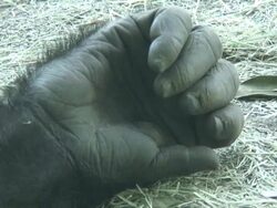 (HD1080i) Gorilla Hand and Fingers Stock Footage