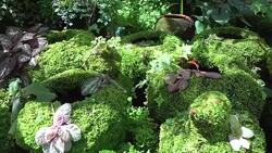 Green plant grass moss Stock Footage