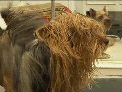 Thailand''s most pampered pets News Clip