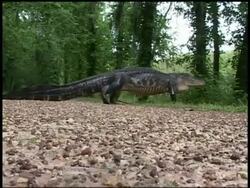 WA Alligator walking across road left to right, Brazos Bend State Park, Texas, USA Stock Footage