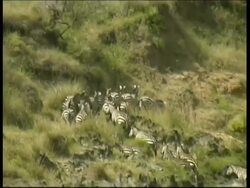 Wildebeest and Zebra crossing Mara river, MS, Kenya Stock Footage