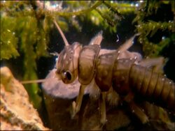 Damselfly larva with external gills, Parque Natural Sierras de Cazorla, Segura y las Villas (Jaen), Andalucia, Spain Stock Footage