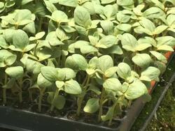 Snapdragons (Antirrhinum Majus) Stock Footage