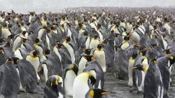 King Penguins at Gold Harbour, South Georgia, Southern Ocean. Stock Footage