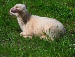 HD Little Lamb Resting in Pasture Stock Footage