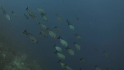 Surgeonfish schooling in coral reef, Raja Ampat, Indonesia Stock Footage