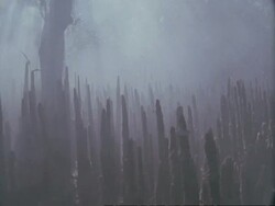 MS Tracking right, mist swirling around tree roots of mangrove swamp, Sunderbans, India Stock Footage