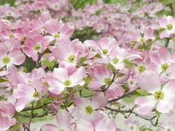 MS Shot of Blossom on dogwood tree (Cornus florida) / Merano, South Tyrol, Italy Stock Footage