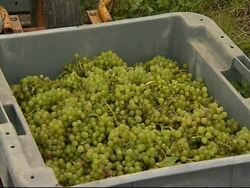 Champagne expert applies French techniques to 'English sparkling wine'. News Clip