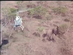 ELEPHANT TRANSLOCATION News Clip