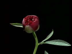 T/L CU Red bud opening to Peony, black background Stock Footage