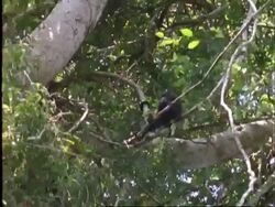 Howler Monkey, MWA monkey in tree, howling, Panama Stock Footage